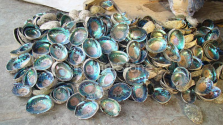 Green Abalone Rough